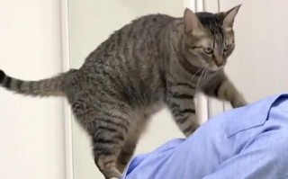 正经猫按摩店会所游戏攻略