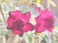 《沙漠玫瑰——亚索出装攻略》（极限高爆发输出，打造无敌刺客王者）