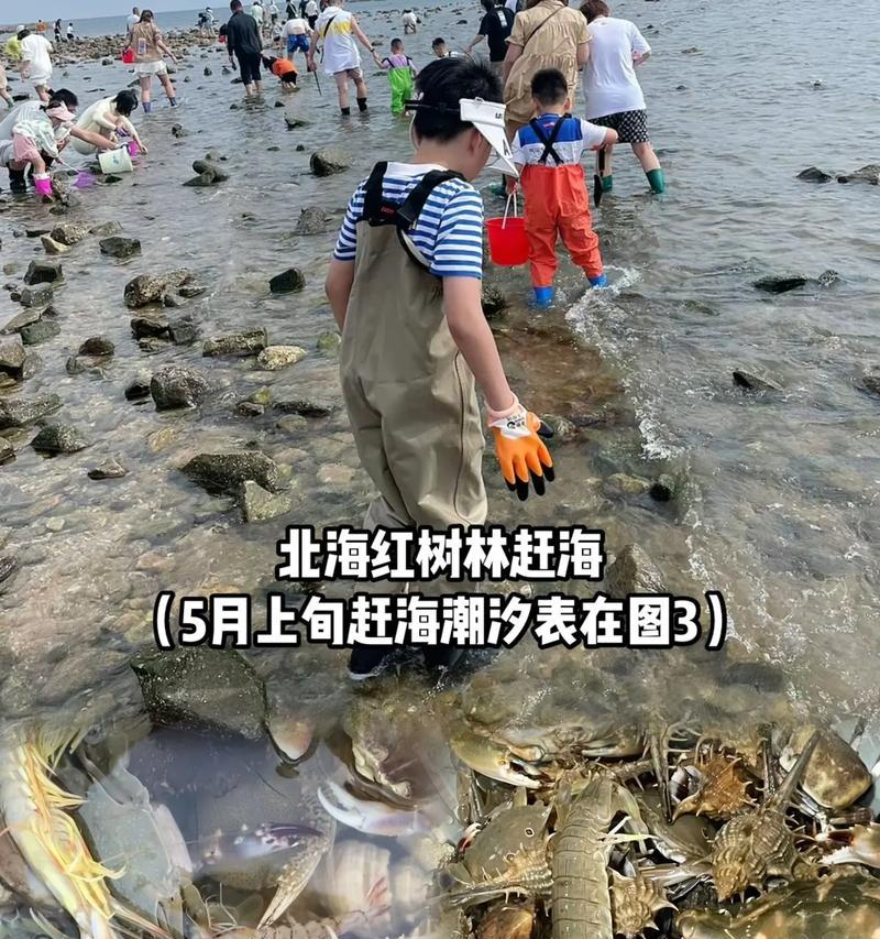 南戴河赶海攻略——掌握技巧尽享丰收（南戴河赶海技能分享，轻松捕获丰富海鲜美食）-第3张图片-游戏攻略港