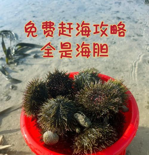 威海赶海攻略-第2张图片-游戏攻略港