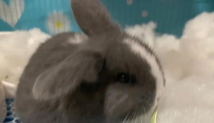 《探索侏儒兔手游的无限魅力》（解密最强攻略，成为顶级玩家）-第3张图片-游戏攻略港