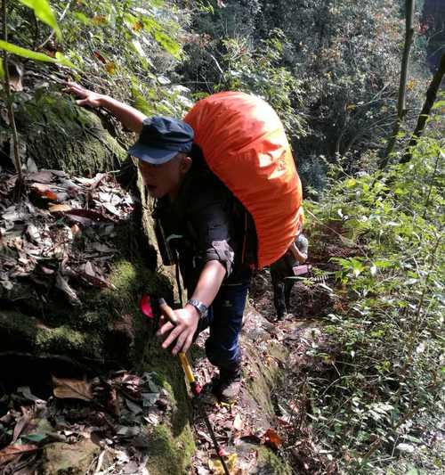 探索世嘉游戏原始丛林的攻略宝典（发现未知宝藏的关键技巧与策略）-第3张图片-游戏攻略港