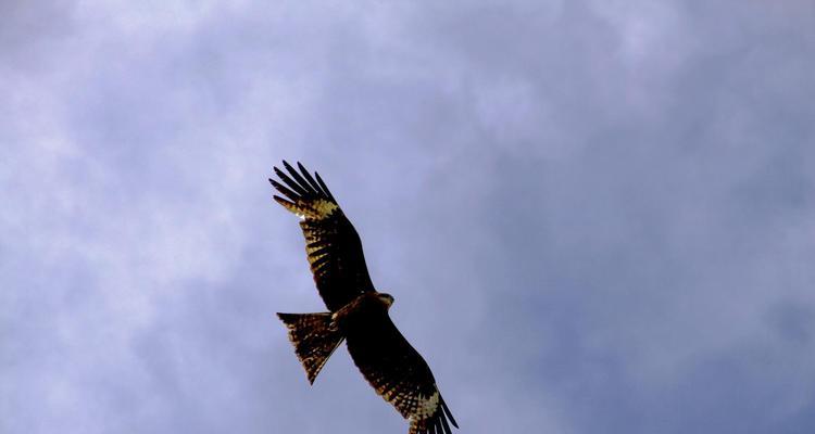 寻鹰记游戏攻略（解谜、冒险、策略玩法让你烧脑又过瘾！）-第3张图片-游戏攻略港